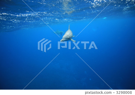 海豚 好奇 好奇心 3298008