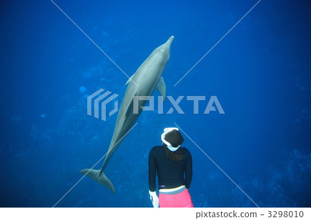 dolphin swim, in the sea, dolphin 3298010