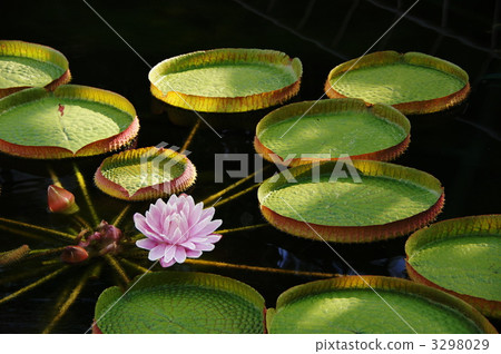 September Tropical plant Okinawa bus · Suiren family 08 September Tropical plant Okinawa bus · Suiren family 08 3298029