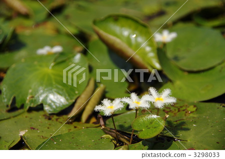 九月Gagabuta和Midgegaceae 05 3298033