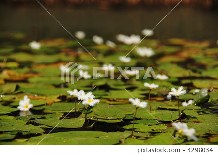 九月Gagabuta和Midgegaceae 06 九月Gagabuta和Midgegaceae 06 3298034