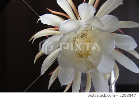 九月Geckavidin·仙人掌科32 3298047