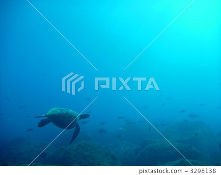 turtle, tokyo, happy 3298138