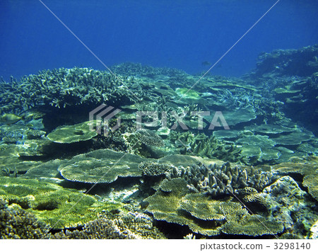 table coral, coral, xincheng coast 3298140