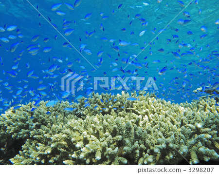 blue green damselfish, blue-green chromis, coral 3298207