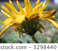 蒲公英 野草 雜草 3298440