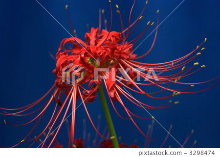 Higambuna藍色背側位置 3298474