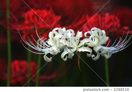 White flower bamboo black back horizontal position 3298510