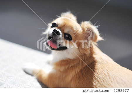 Dog that makes a hibachi 3298577