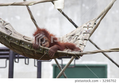 orangutan, utan, sumatran orangutan 3298702