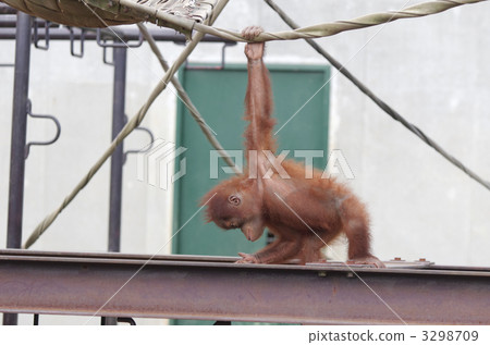 orangutan, utan, monkey 3298709