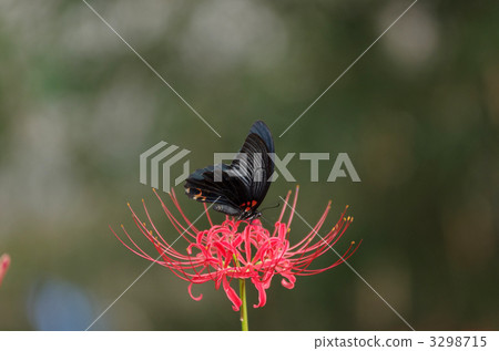 bug, butterfly, butterflies 3298715