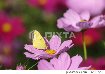 東方紋黃蝶 蝴蝶 大波斯菊 3298723