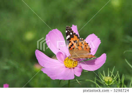 petal, petals, flower petals 3298724