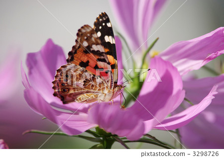 nectar sucking, cosmos, cosmea 3298726