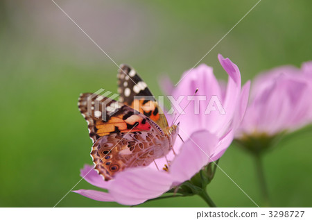 vanesscardui, butterfly, butterflies 3298727