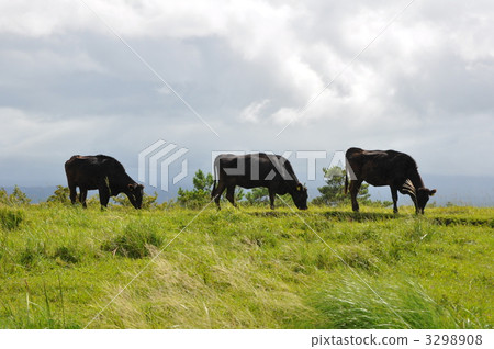 Bungo cattle grazing Bungo cattle grazing 3298908