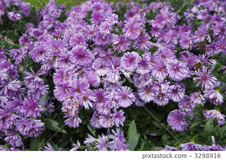 秋牡丹 銀蓮花 花園 3298916