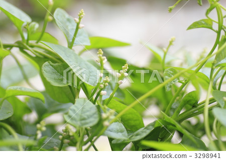 馬拉巴爾菠菜 花朵 花 3298941