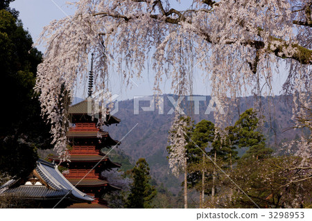 Chofuji寺的櫻花 3298953