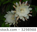 night-blooming cereu, white, two flower 3298988