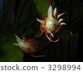 bloom, blossom, blossoms 3298994