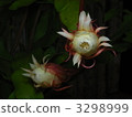 white, plant, vegetative 3298999