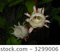 bloom, blossom, blossoms 3299006