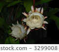 bloom, blossom, blossoms 3299008