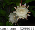 night-blooming cereu, bloom, blooming 3299011