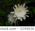 night-blooming cereu, petal, petals 3299016
