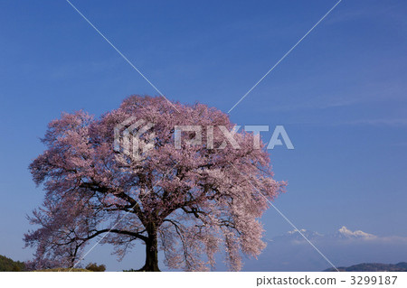 在Mizuka的櫻花 3299187