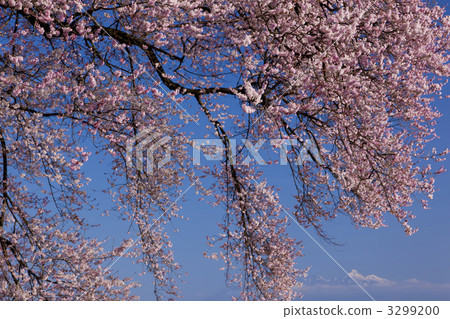 Cherry blossoms at Mizuka 3299200