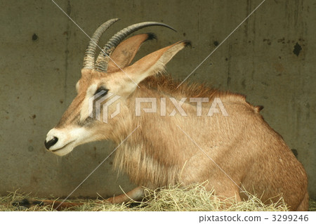 貸款羚羊 3299246