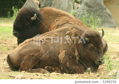 animal, animals, american bison 3299250