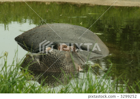 terrestrial animal, herbivore, herbivorou 3299252