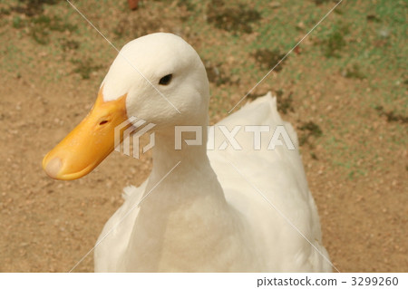 鴨 鴨子 鳥兒 3299260