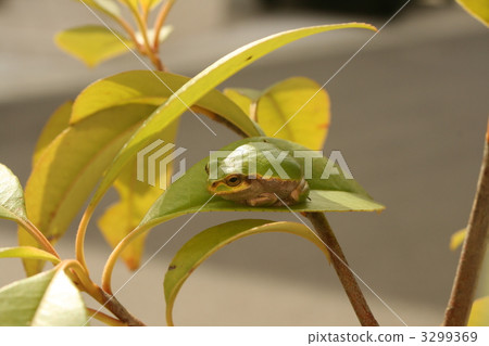frog, frogs, tree frog 3299369