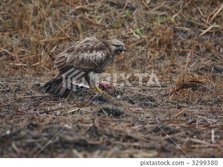 Prey predation Prey predation 3299380