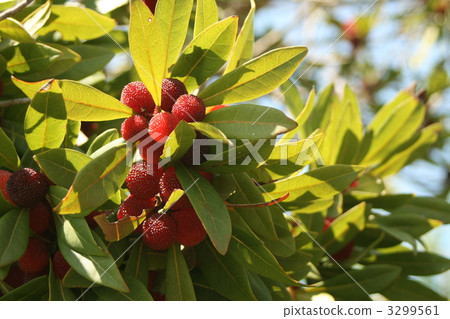 japanese bayberry, bayberry, wax myrtle 3299561