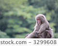 猴子日本猴子 3299608