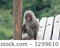 猴子日本猴子 3299610