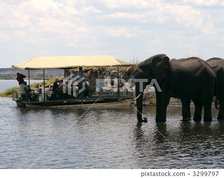 elephant, elephants, chobe national park 3299797