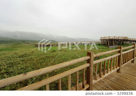 Shiretoko-Goroko高架樹路 3299836