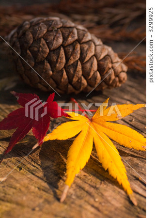 落葉和松果 落葉和松果 3299925