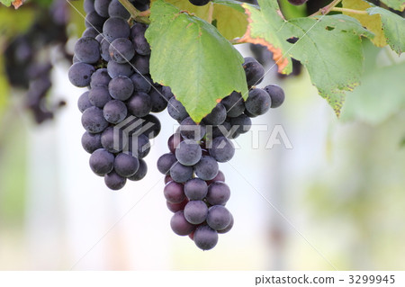 Black grapes 3299945