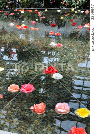 Begonia 3299947