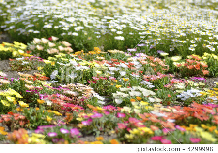 Livingston · Daisy 3299998