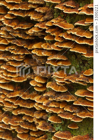 Chrysanthemum fungus Chrysanthemum fungus 3300221