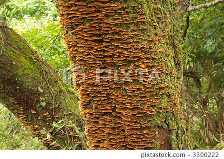 Chrysanthemum fungus Chrysanthemum fungus 3300222